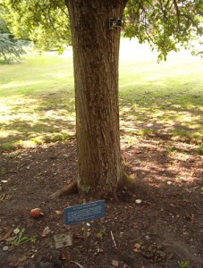 Newton's_tree,_Botanic_Gardens,_Cambridge