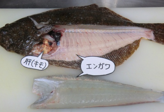 回転寿司の エンガワ って何の魚 どの部位 なぜ エンガワ 城南キャピタルの為になるトリビアブログ城南キャピタル