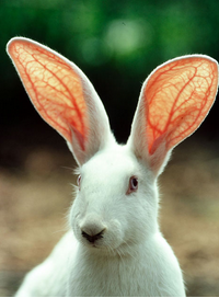 ウサギの耳