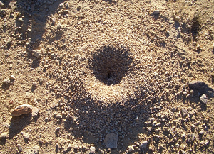 アリの巣　周りの土、砂