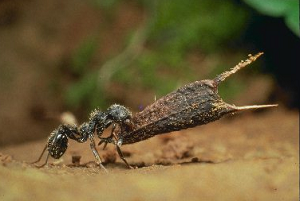 種を運ぶクロナガアリ