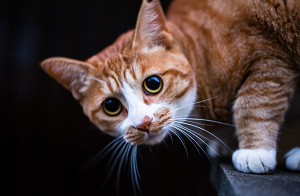 猫が見る