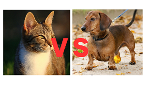猫vs犬