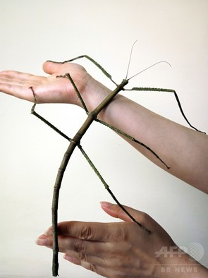 世界一長い昆虫　ナナフシ