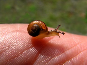 カタツムリは生まれたとき 赤ちゃん は殻を持っているのか