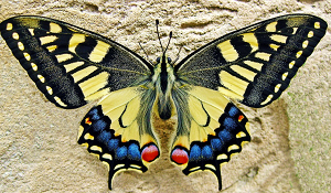 カラフルな蝶